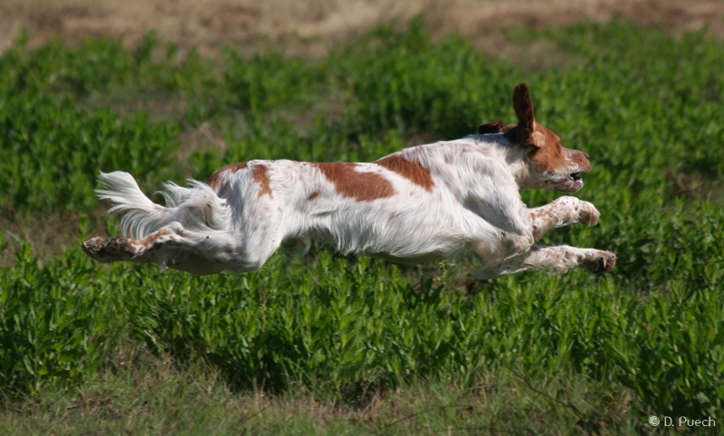 Crunch du Fer Servadou
